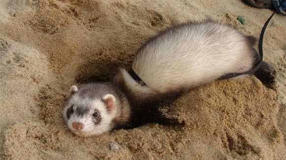 ¿PUEDO LLEVAR A MI HURON A LA PLAYA?