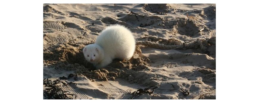 HURONES EN LA PLAYA